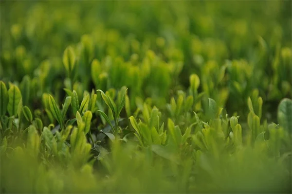 熱波で枯らさない！植物ケアの完全ガイド【準備と対策】