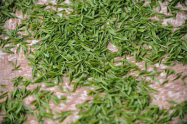 プロが教える！虫を食べる鳥を呼び込む自然の害虫駆除法
