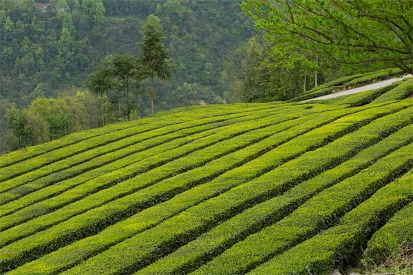 【2025年最新】あなたの誕生月にぴったりな観葉植物12選！私が選んだ理由と育て方のコツ